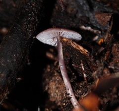 Mycena vinacea