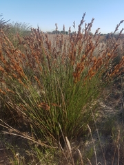 Thamnochortus punctatus
