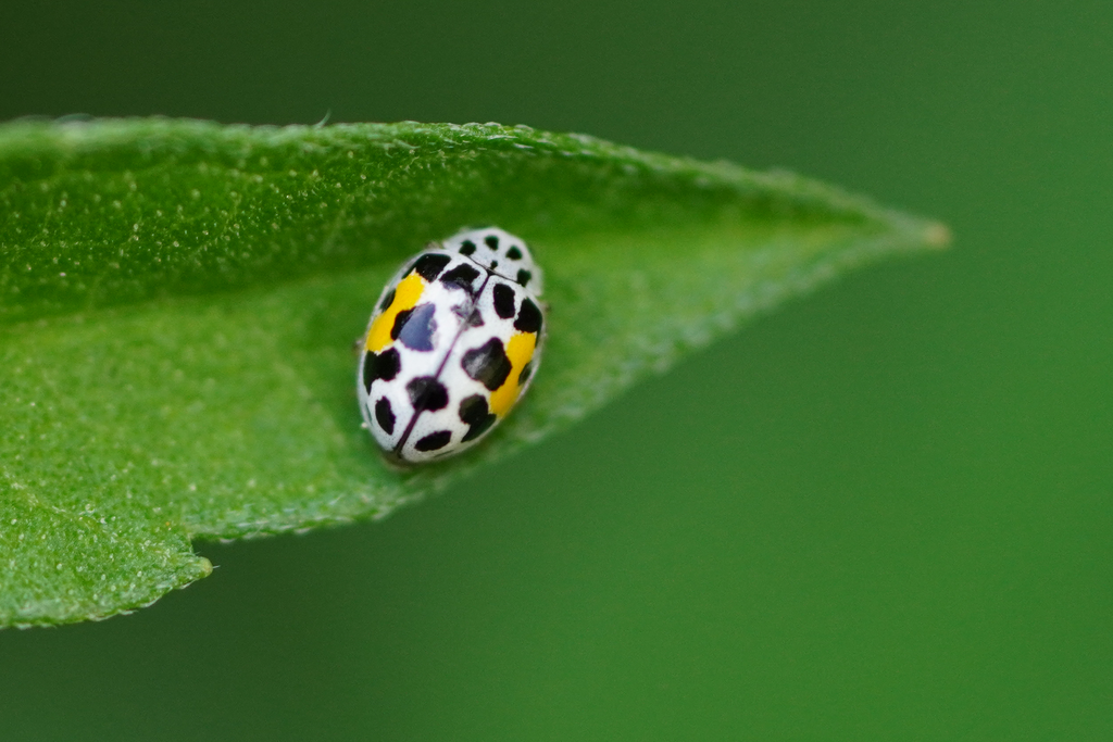 Cuban Fairy Lady Beetle
