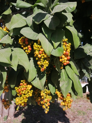 Image of Ehretia tinifolia by (c) Jorge Armín Escalante-Pasos, some rights reserved (CC BY)