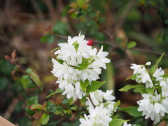 Deutzia gracilis