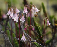Linnaea borealis longiflora