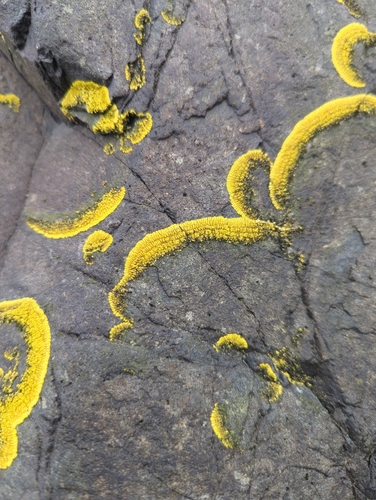 Ringed Firedot Lichen