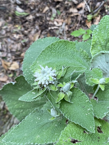 Sideritis macrostachyos, photograph 1