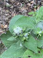 Enrico Tomschke, CC BY, iNaturalist via GBIF Sideritis macrostachyos, photograph Enrico Tomschke, CC BY, iNaturalist via GBIF