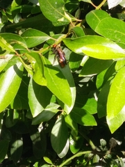 Megascolia maculata maculata