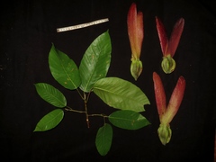 Dipterocarpus grandiflorus