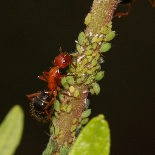 Florida carpenter ant