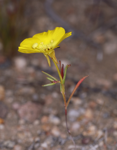 Mojave suncup (Camissonia campestris)
