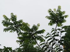 Zanthoxylum ailanthoides ailanthoides