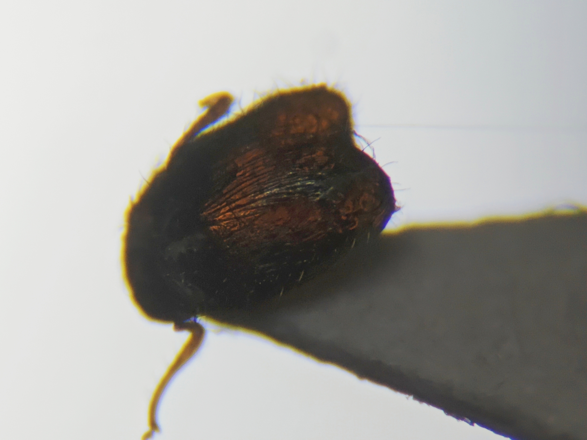Pheidole scrobifera