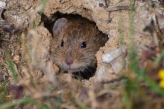Common Vole photo 3