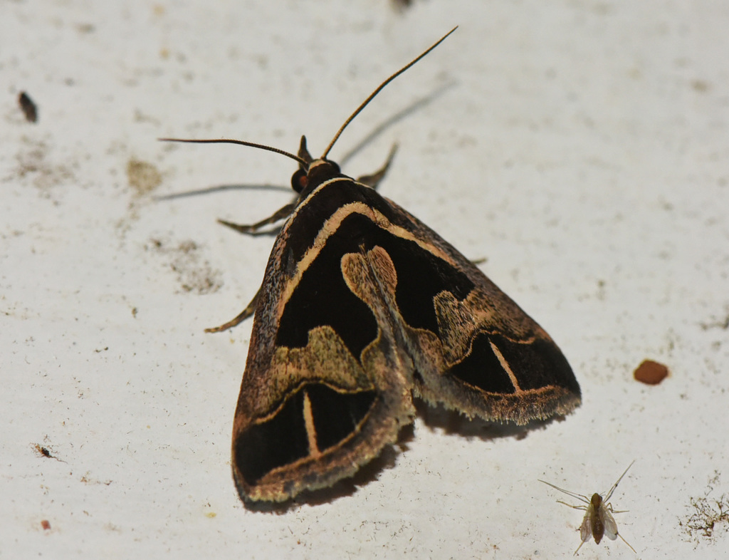 Parafodina inscripta