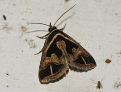 Parafodina inscripta