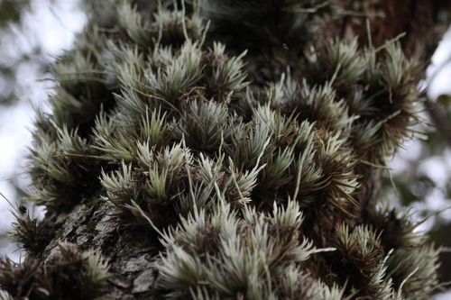 Image of Tillandsia Loliacea (Tillandsia loliacea) by (c) Douglas Lopes, some rights reserved (CC BY)