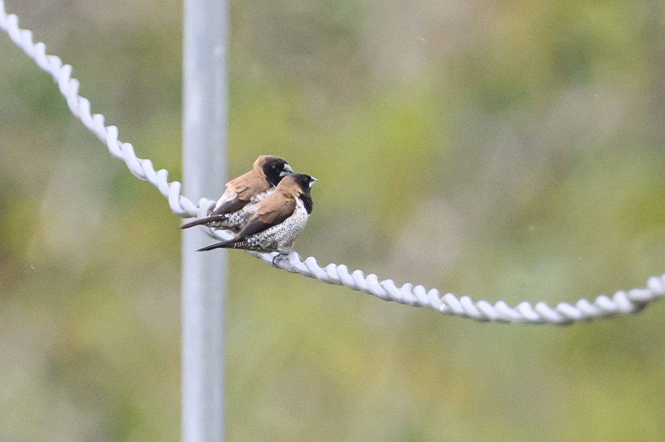 Black-faced Munia