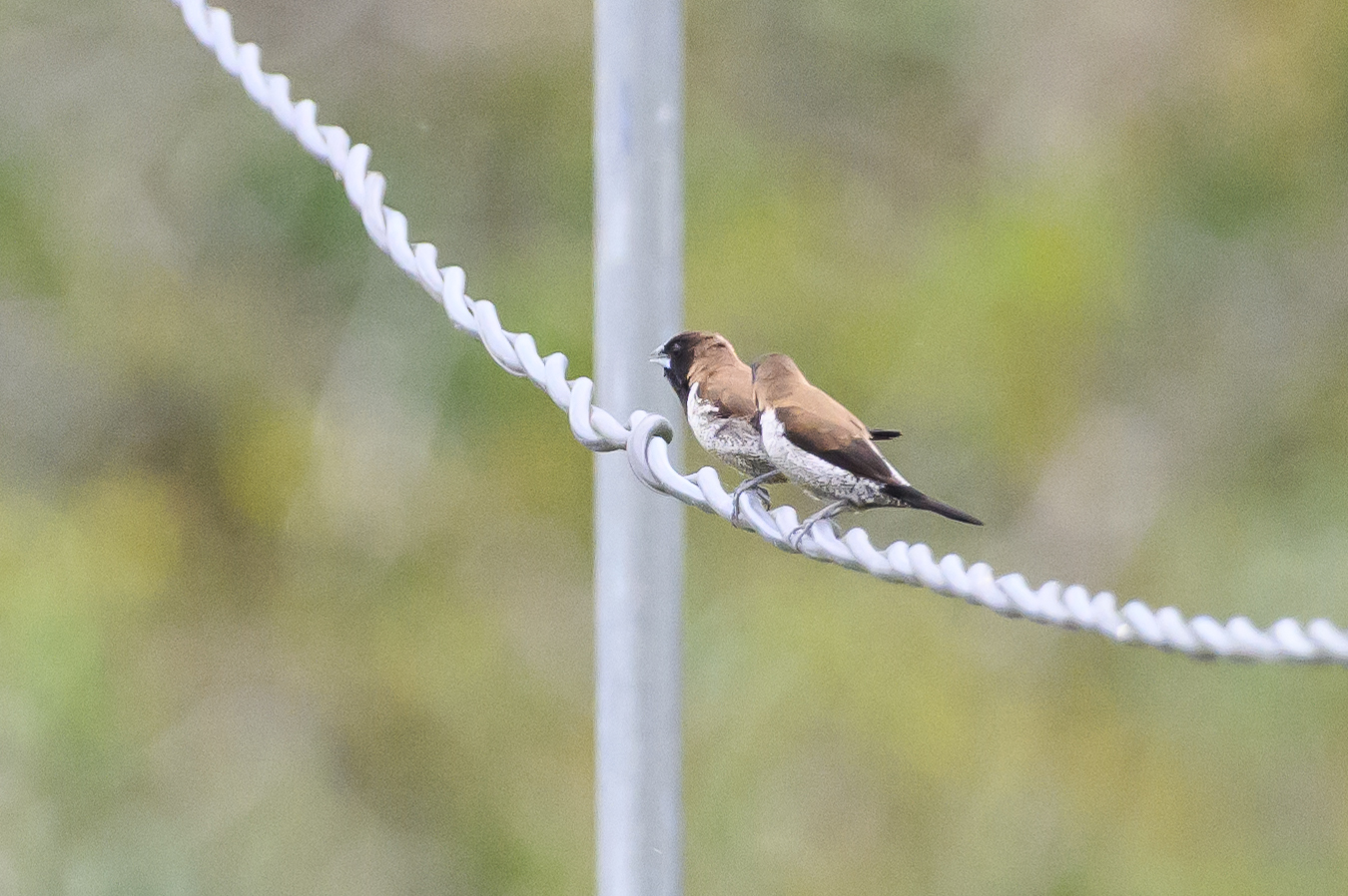 Black-faced Munia