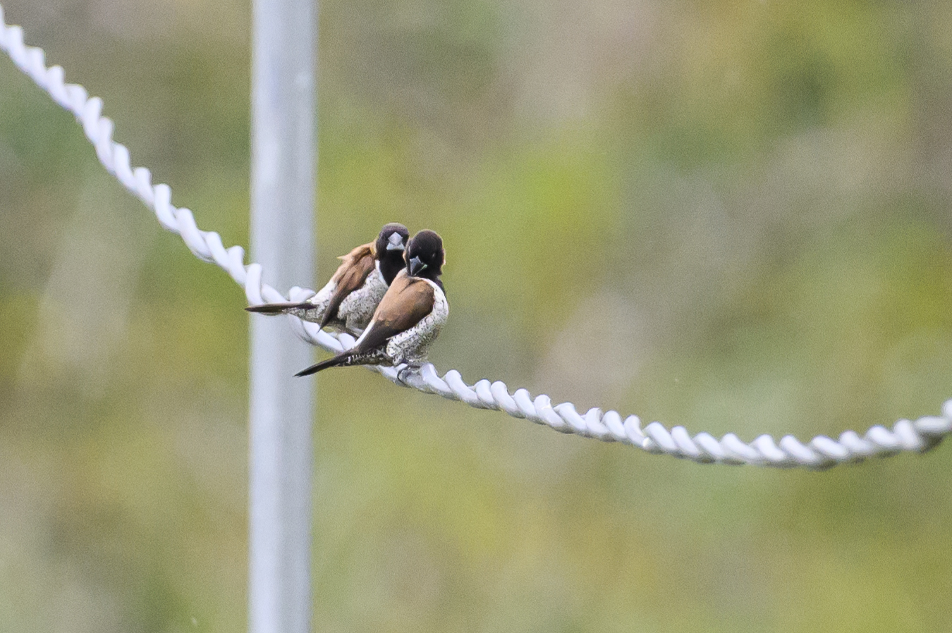 Black-faced Munia