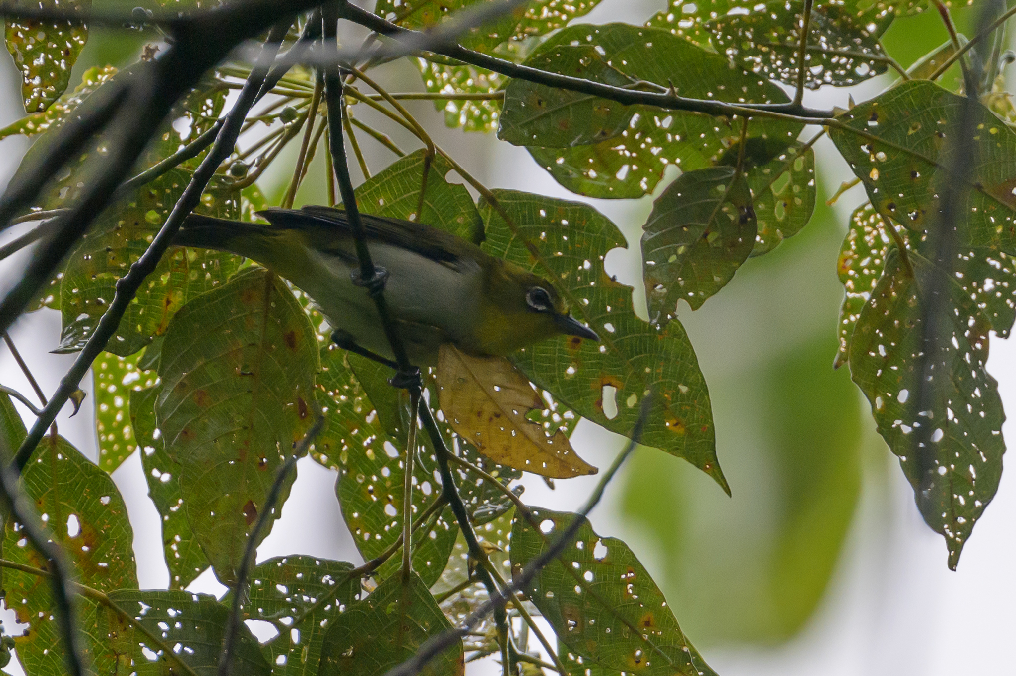 Warbling White-eye