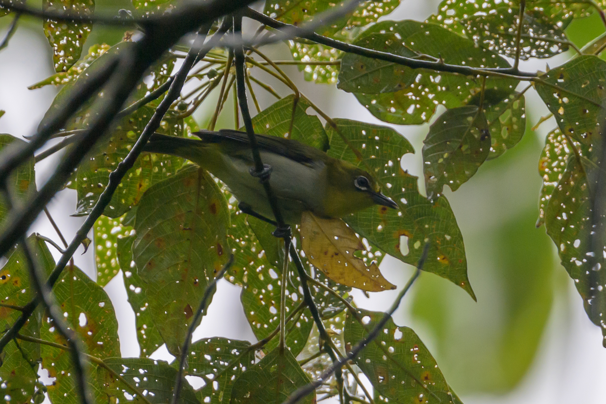 Warbling White-eye