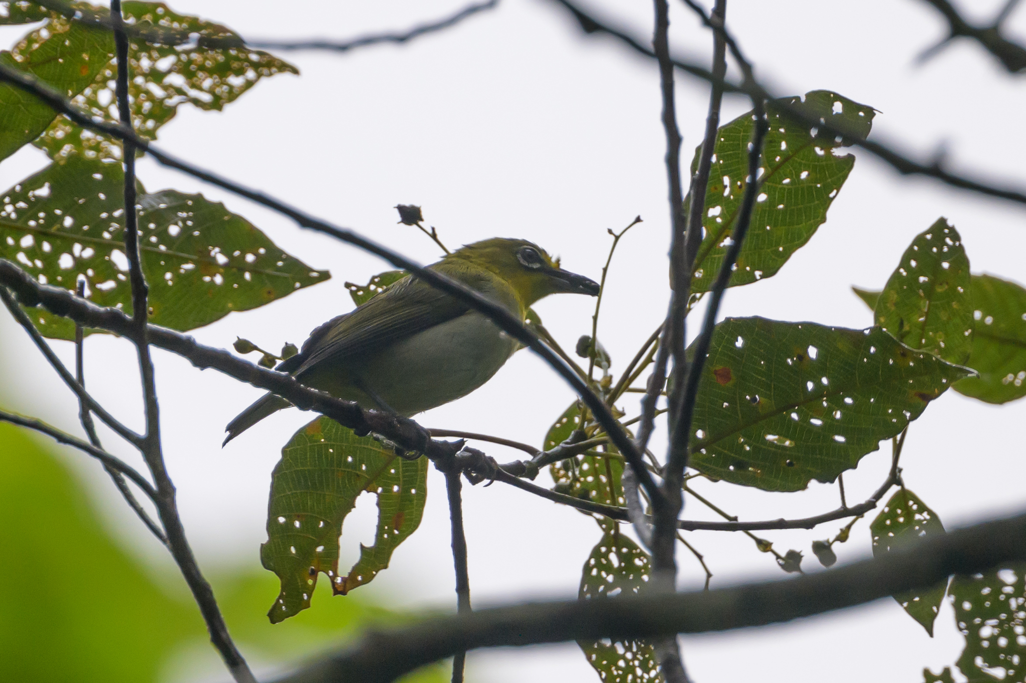 Warbling White-eye