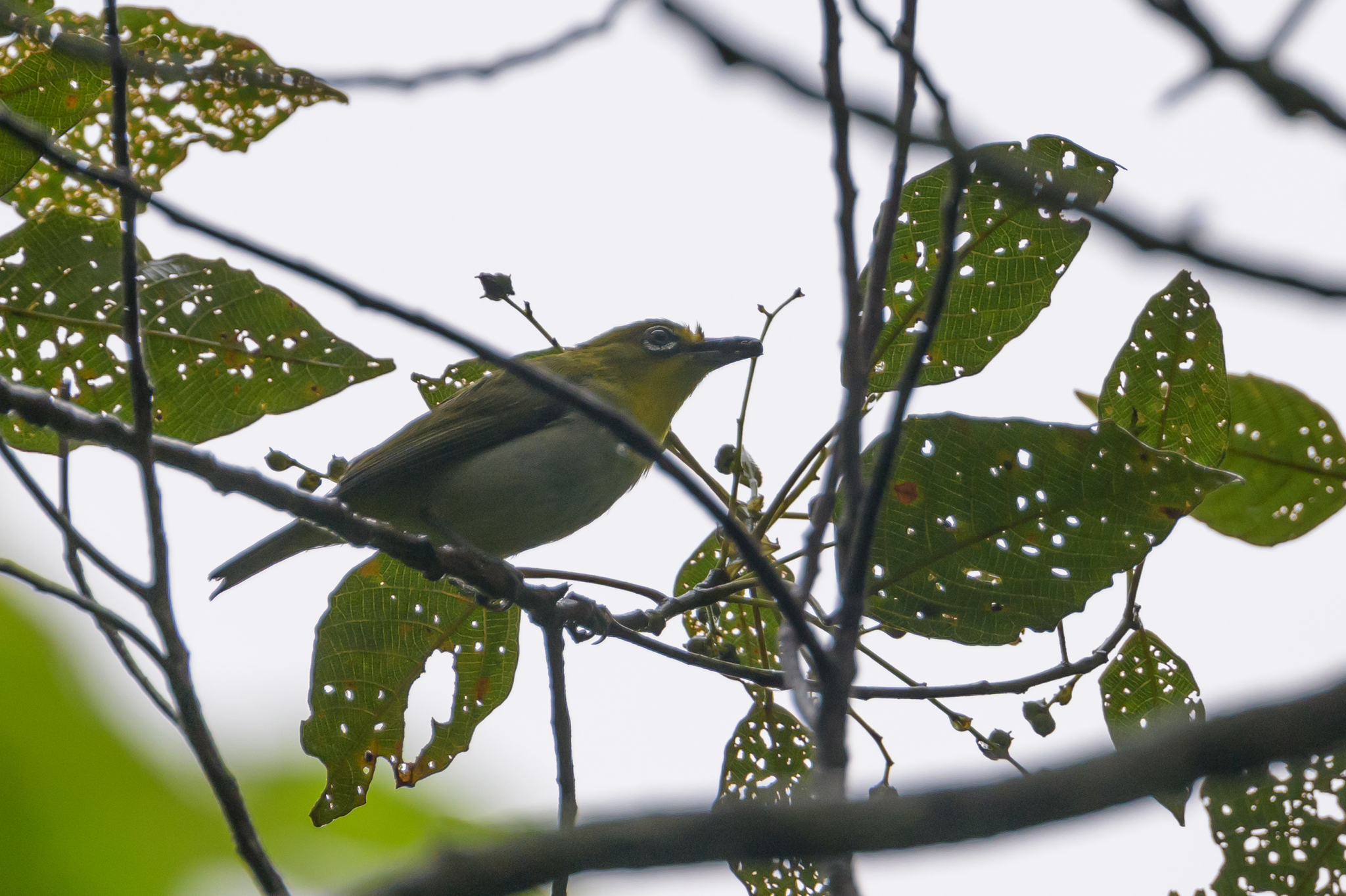 Warbling White-eye