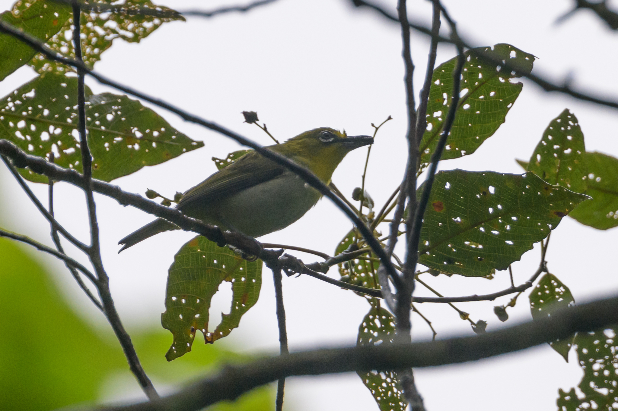 Warbling White-eye