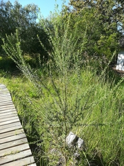 Psoralea spicata