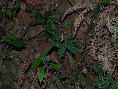 Adiantum flabellulatum iNat (3)