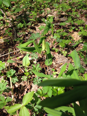 Uvularia perfoliata