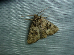 Clemathada calberlai