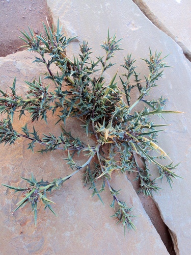 Atractylis delicatula