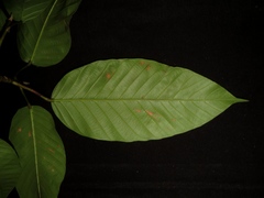 Dipterocarpus grandiflorus