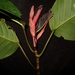 Dipterocarpus grandiflorus - Photo (c) Randi Agusti, algunos derechos reservados (CC BY-NC), subido por Randi Agusti