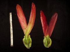 Dipterocarpus grandiflorus