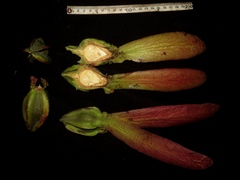 Dipterocarpus grandiflorus