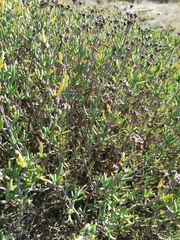 Lampranthus stipulaceus