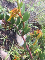 Tristerix penduliflorus