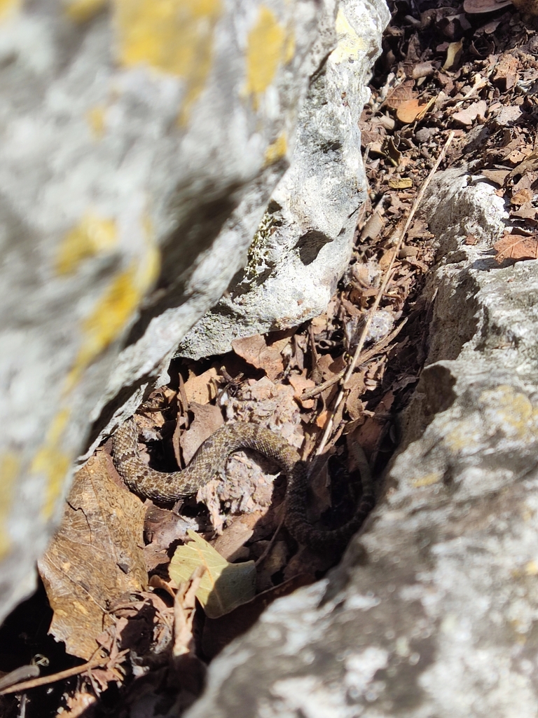 Tamaulipan Rock Rattlesnake