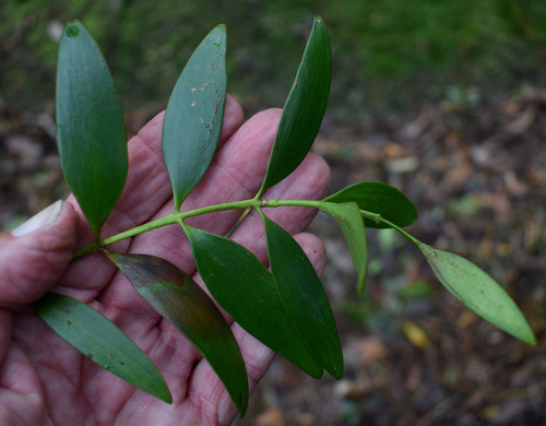 Agathis atropurpurea observed 2024-01-09