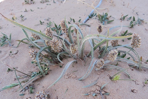 Desert Plantain