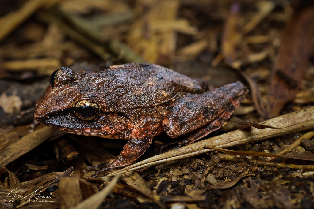 Haddadus binotatus from Perequê, Ilhabela SP, Brasil on March 30