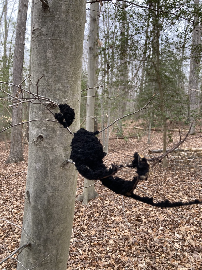 Honeydew Eater from Bee Oak Rd, Waldorf, MD, US on March 30, 2024 at 01