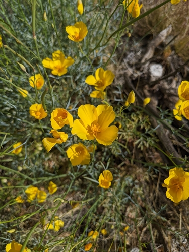Image of Eschscholzia parishii by (c) Kayla Sweeten, some rights reserved (CC BY)