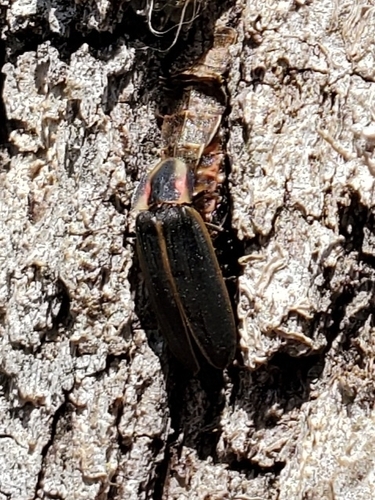 Spring Treetop Flasher photo 3