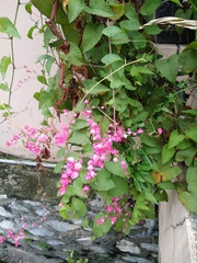 Antigonon