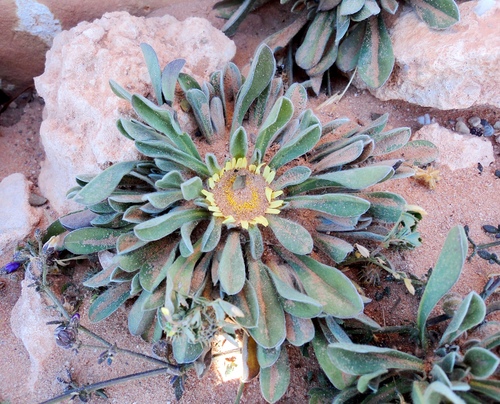 Rose of Jericho