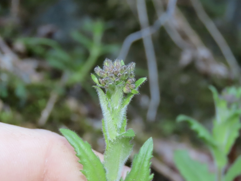Spreading Rockcress in March 2024 by Josh Emm · iNaturalist