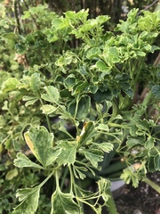 Petroselinum crispum
