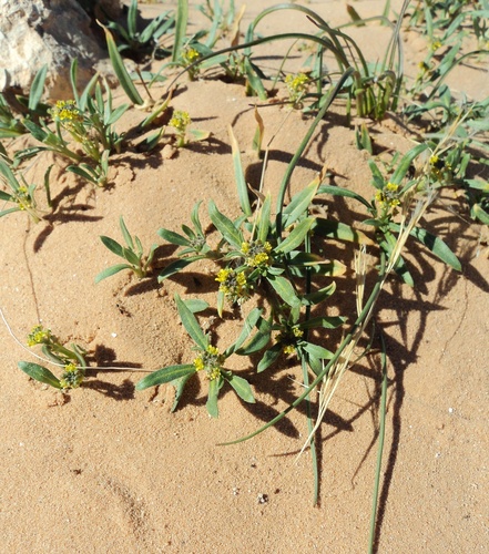 Notoceras bicorne